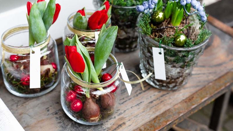 bulbs being forced