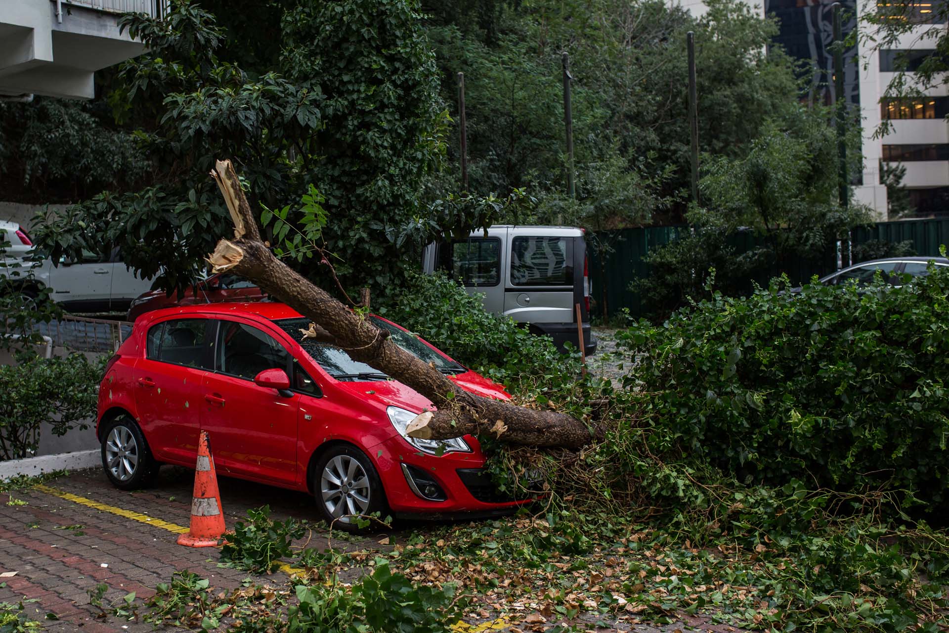 red car with a tree fallen on the bonnet and windscreen
