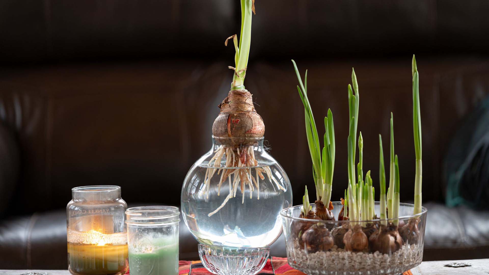 A bulb being tricked into the season aka forcing bulbs