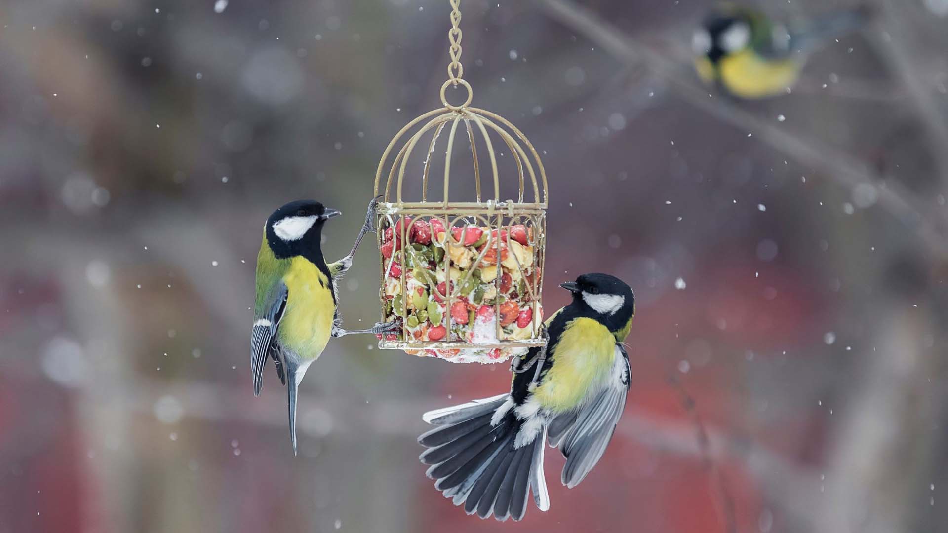 Birds eating from a bird feeder in the snow