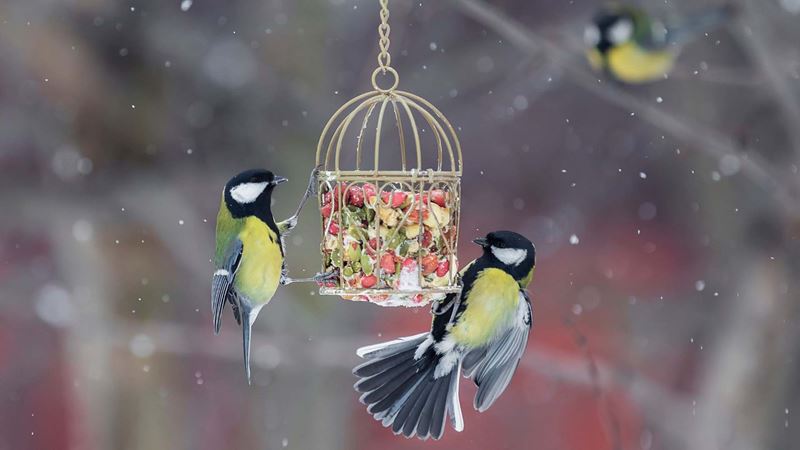 Birds eating from a bird feeder in the snow
