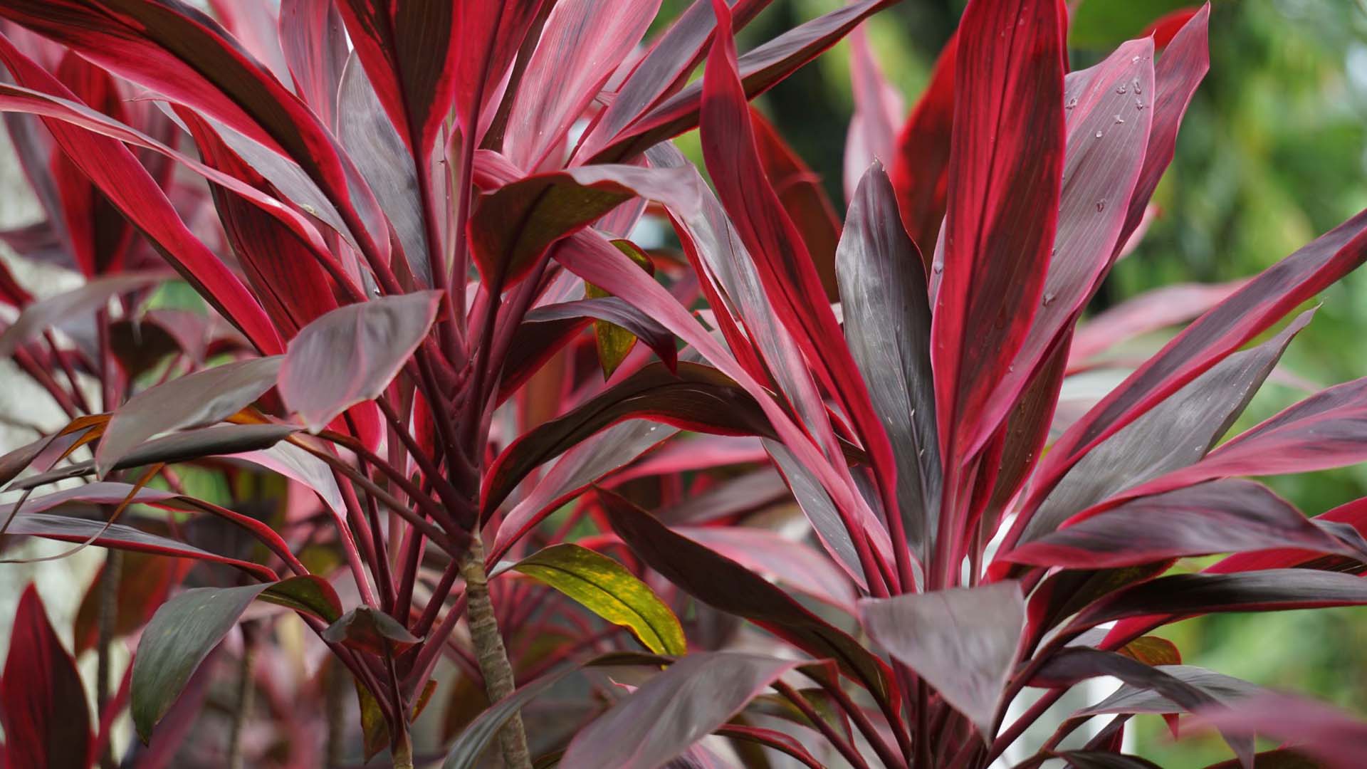 Cordyline plants