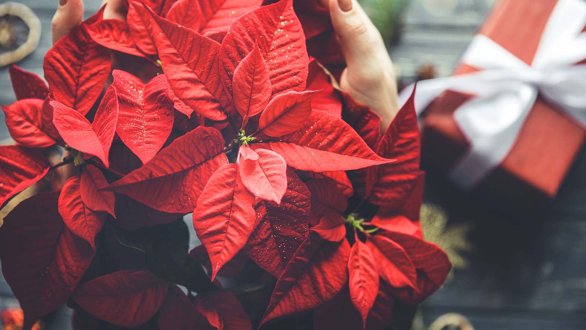 Poinsettias