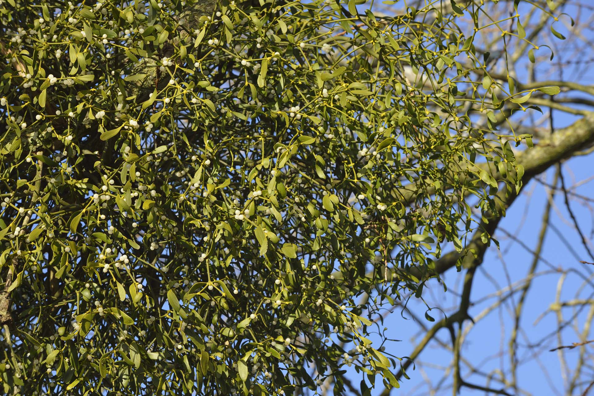 mistletoe in Tenbury Wells
