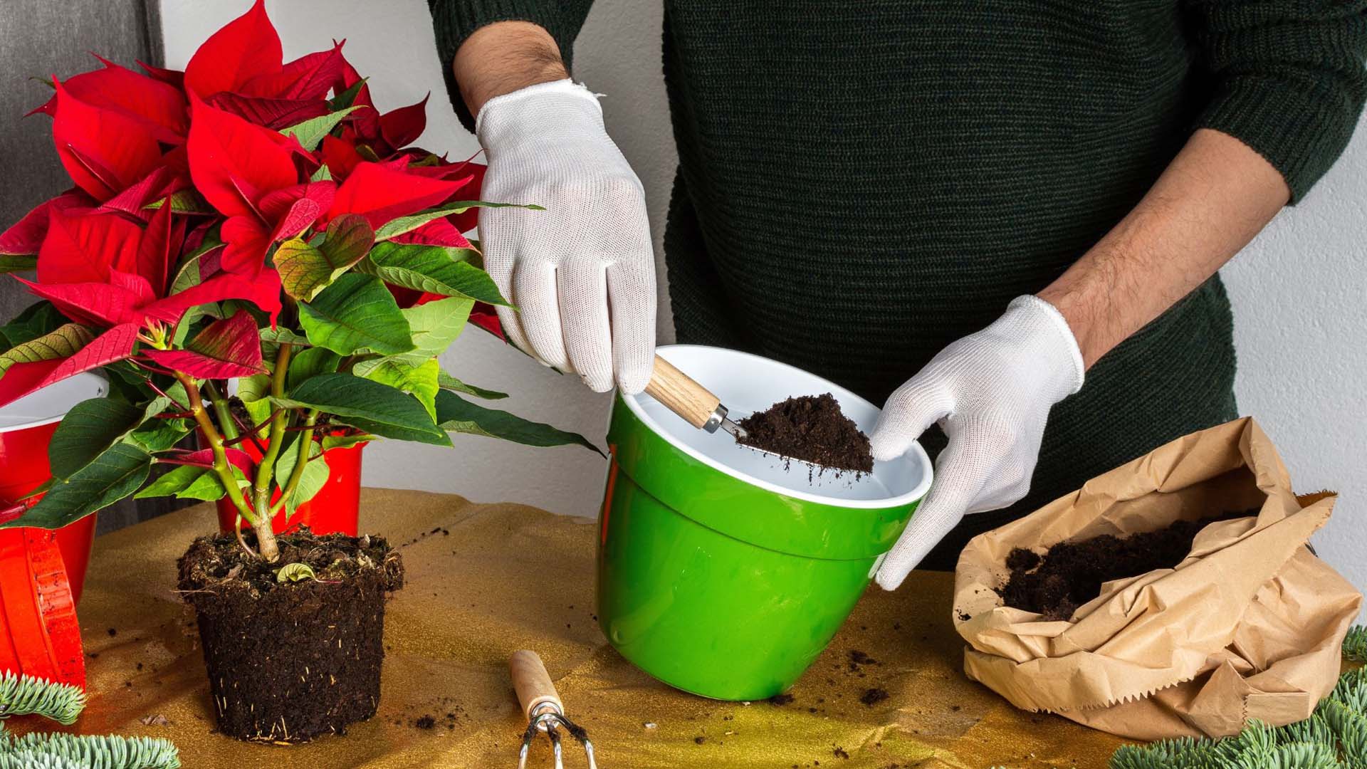 Planting poinsettia