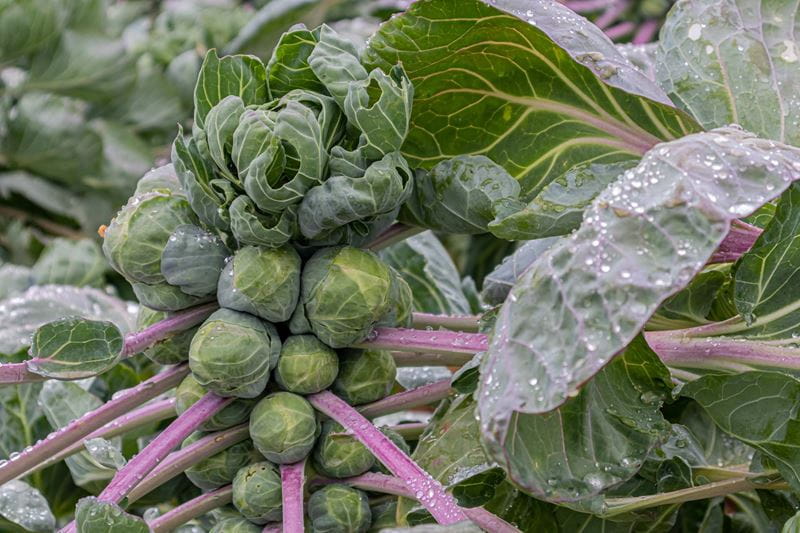A spear of Brussels sprouts