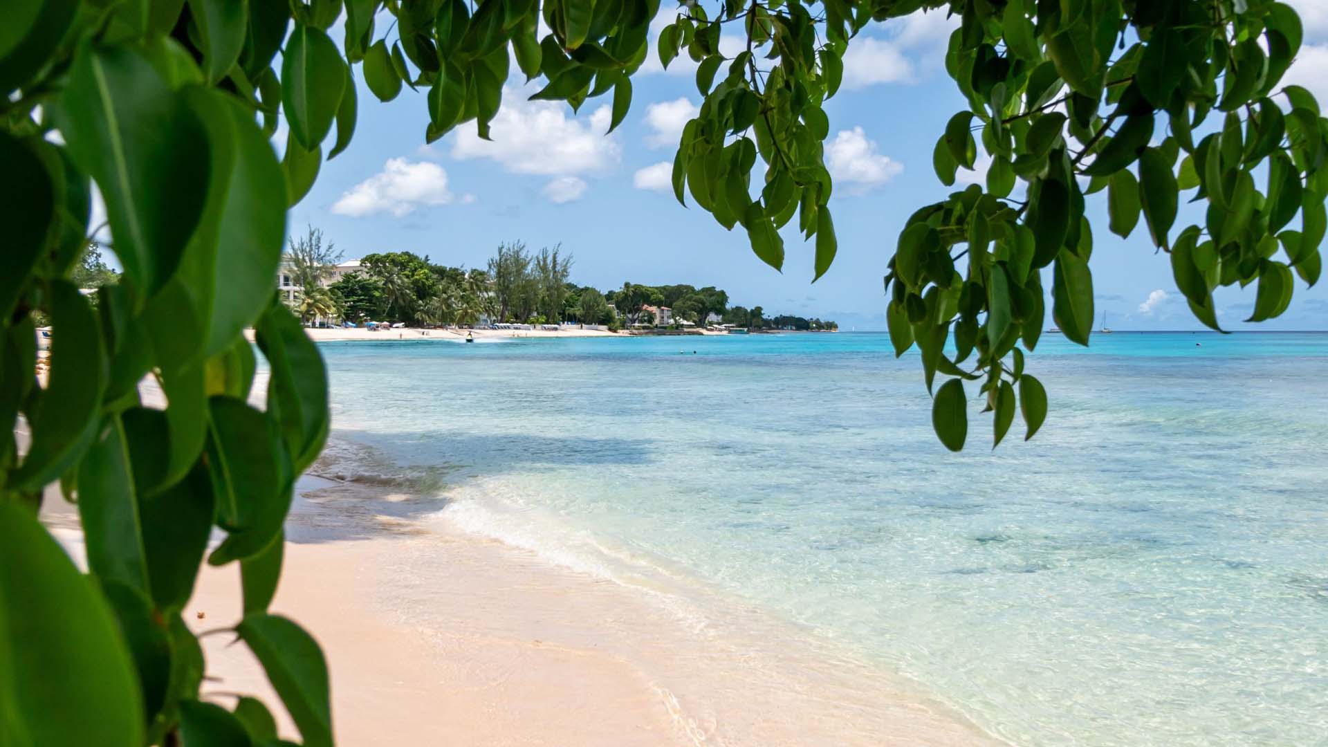 Lush leaves frame views of the waves at Paynes Bay Beach in Barbados