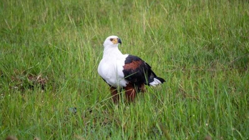 An elegant eagle rests on long grass