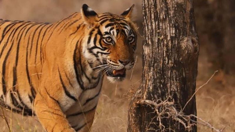 A tiger prowls past the camera in India