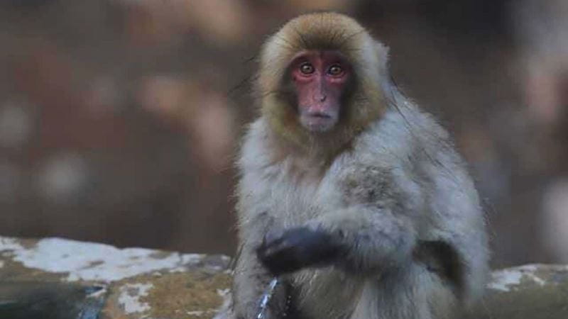 Snow monkey in Japan looks at the camera