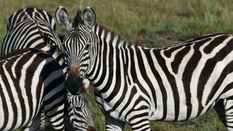 Zebras in Kenya