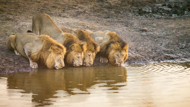 Four wild male lions drinking at sunrise in Greater Kruger National Park in South Africa