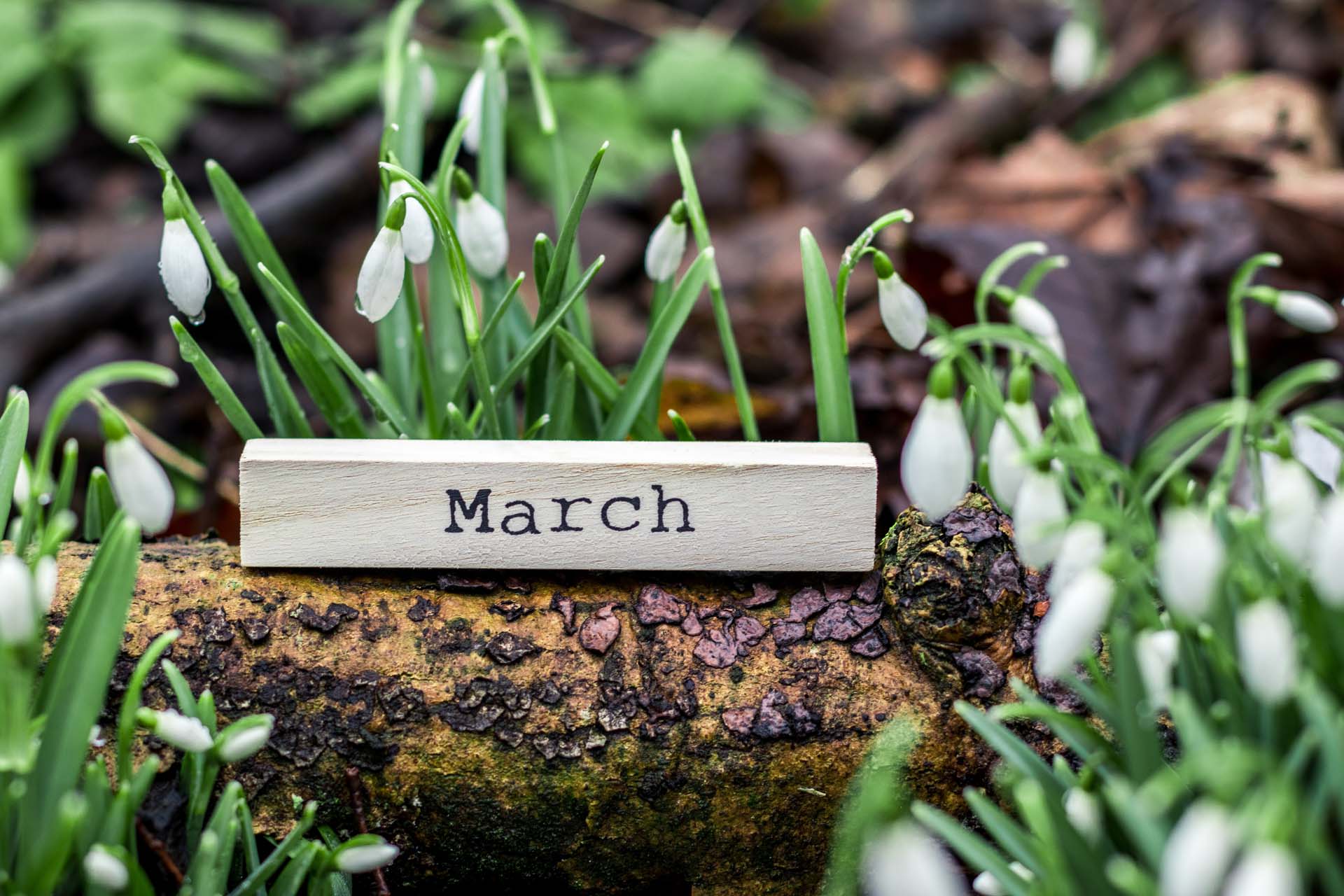 March Spring Bulbs How and when to plant bulbs for spring