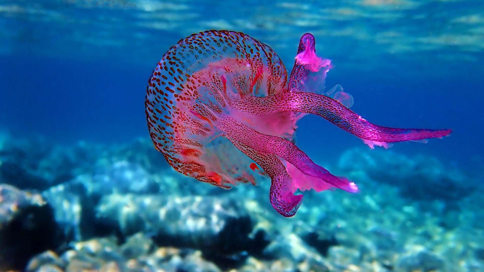 A mauve-stinger-purple-jellyfish under the sea