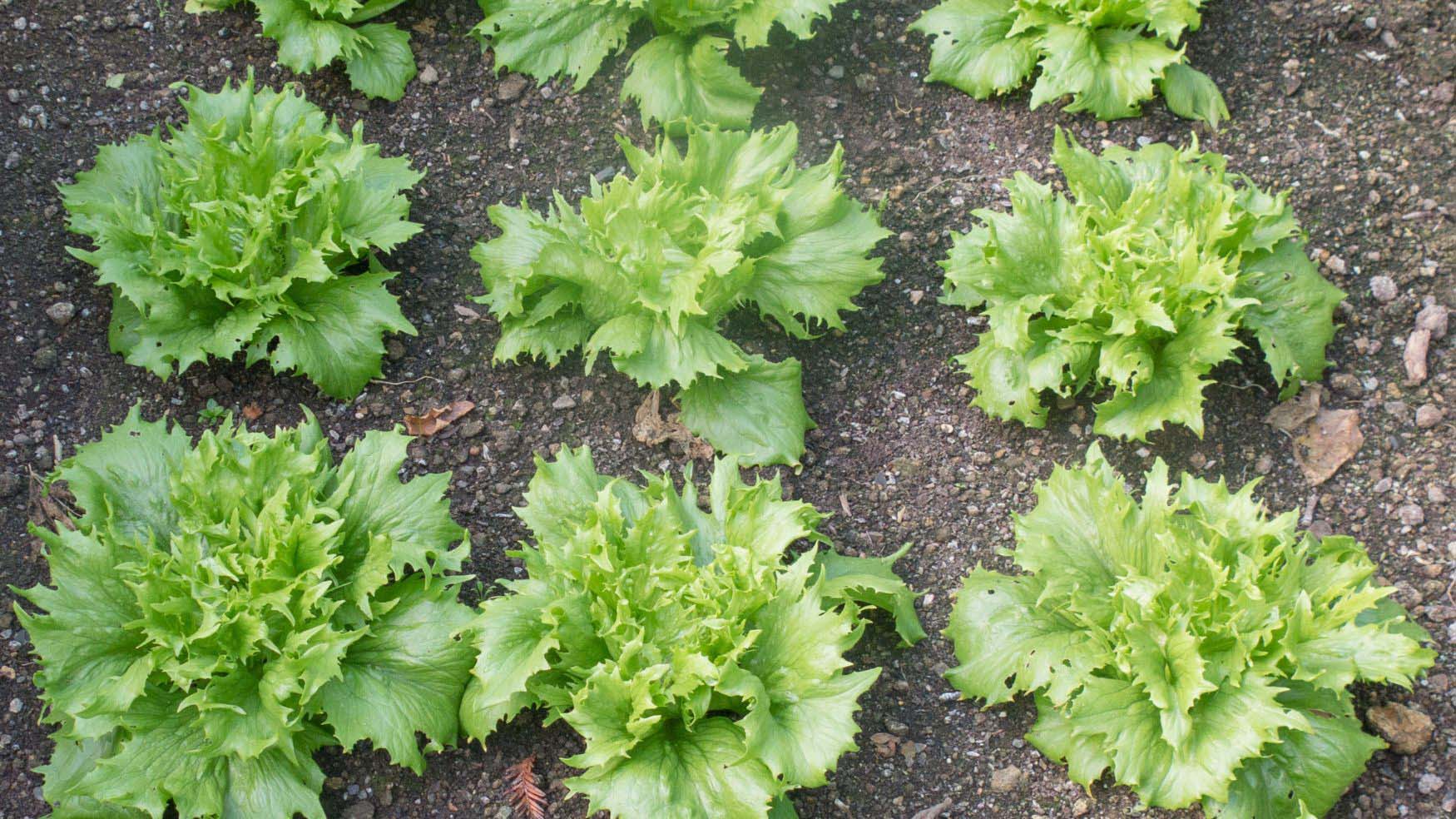 Lettuces growing in the ground