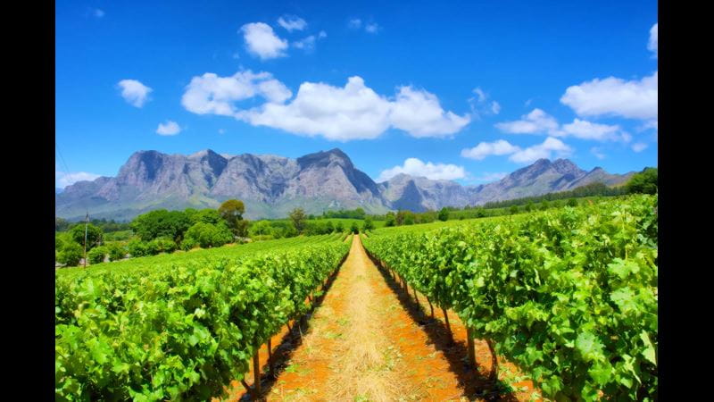 A view of vineyards in South Africa with mountains in the background and a blue sky