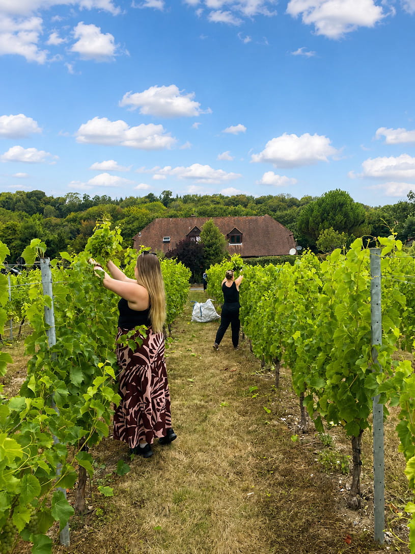 People at work in a vineyard