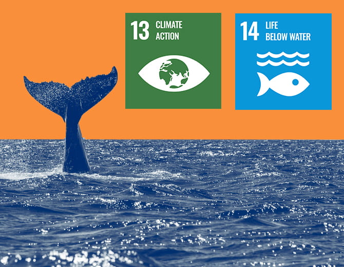 A whale tale disappearing into the ocean on an orange background with text that reads: '13 climate action' & '14 life below water'