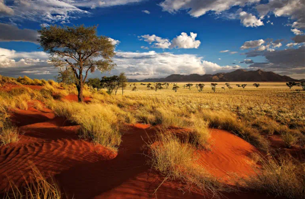 Veld with red sand and thorn trees in the background