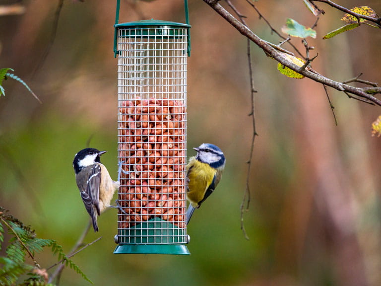 two blue tits on a bird feeder