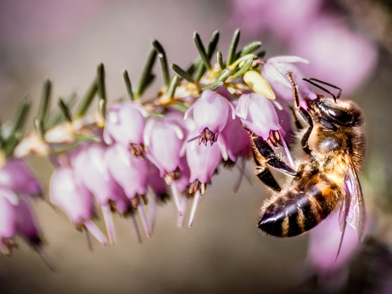 close-up of bee on rosemary sprig