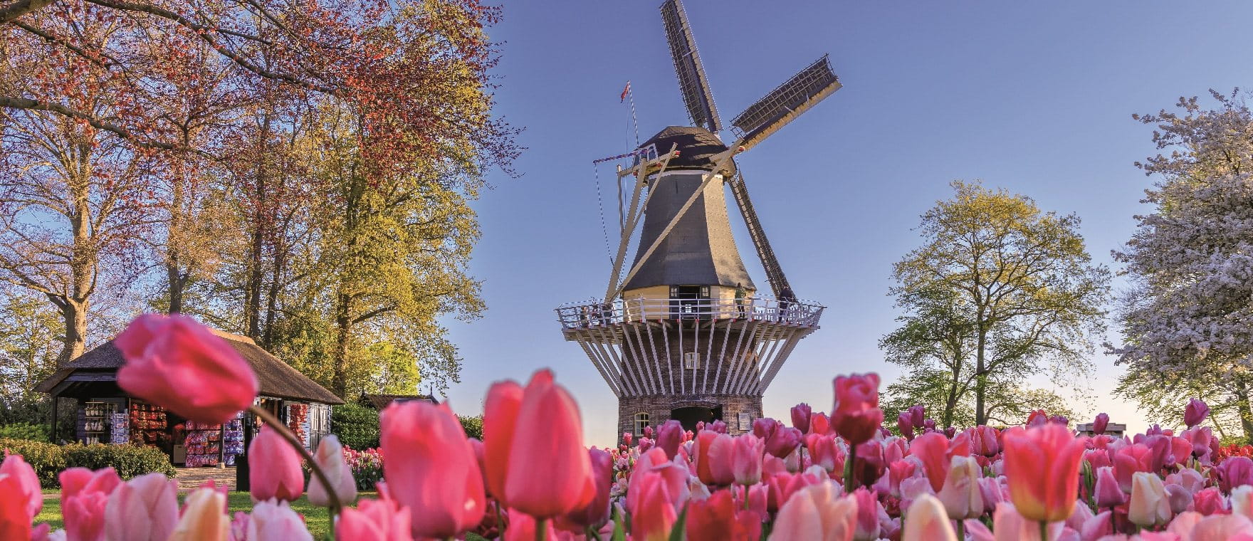 Traditional windmill surrounded by pink tulips in bloom under a clear blue sky.