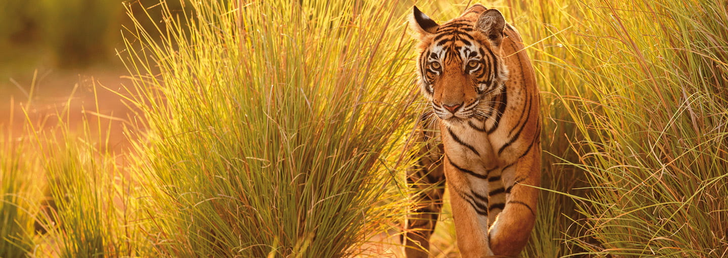 Tiger in field 