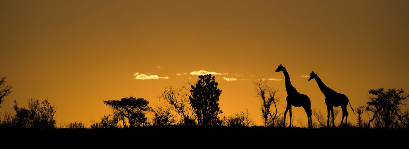 Giraffes