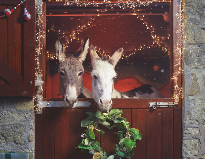 Two donkeys looking out a stable door with a wreath and surrounded by fairy lights