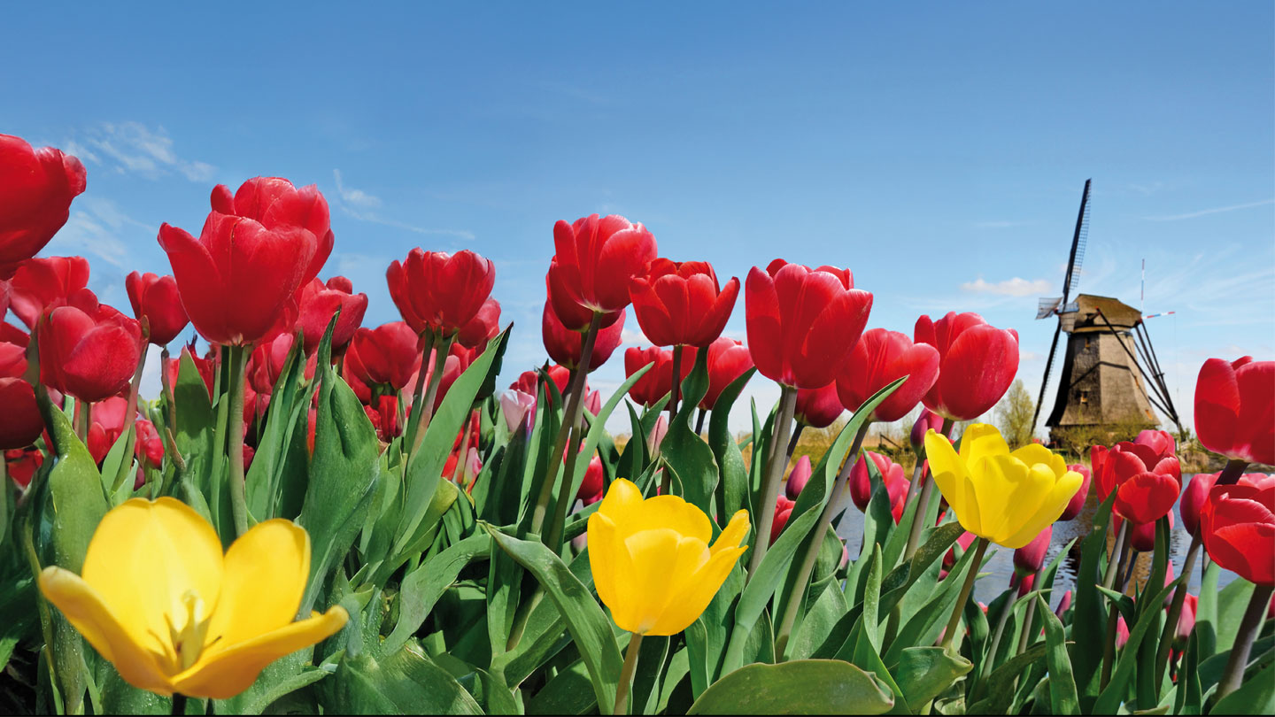 Image of flowers