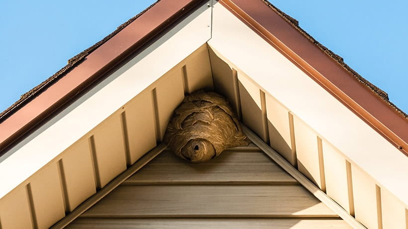 Paper wasp nest on triangular roof siding