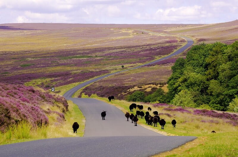 Black sheep on Spaunton Moor walking next to the road