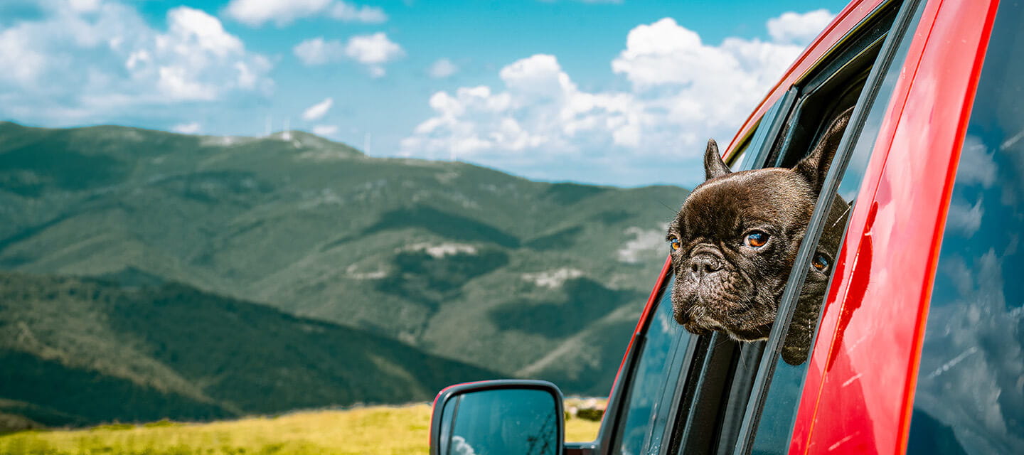 French bulldog in a red car on the side of a mountain