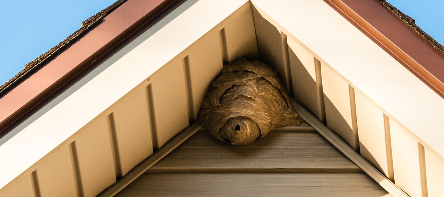 Paper wasp nest on triangular roof siding