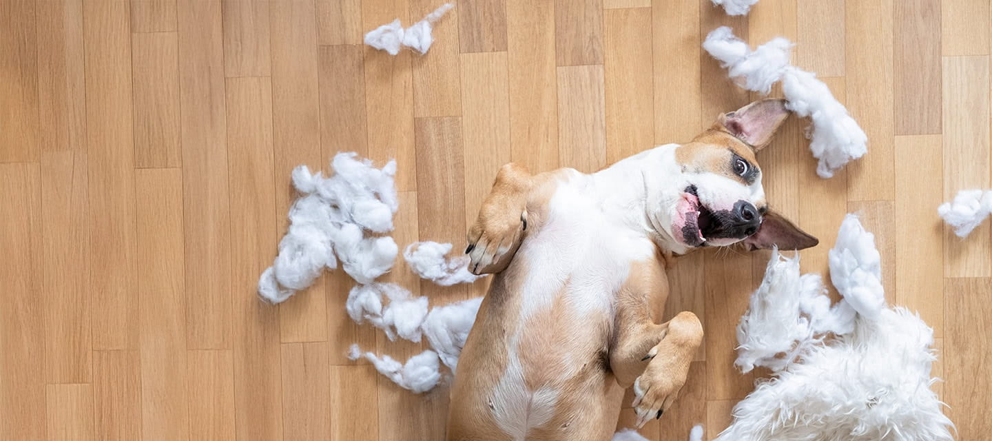 A dog laying down amongst the destroyed lining of a sofa