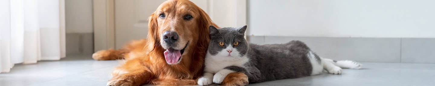 Golden Retriever and British Shorthair cuddled up together at home 