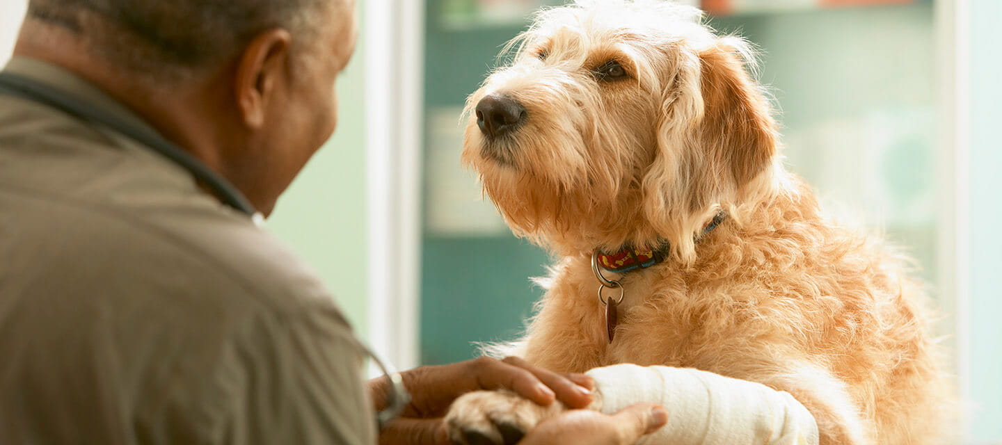 Senior veterinarian treating injured dog