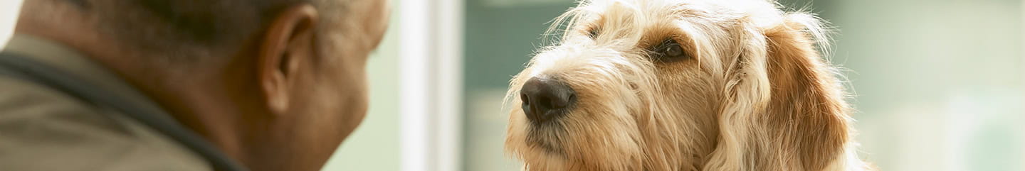 Senior veterinarian treating injured dog