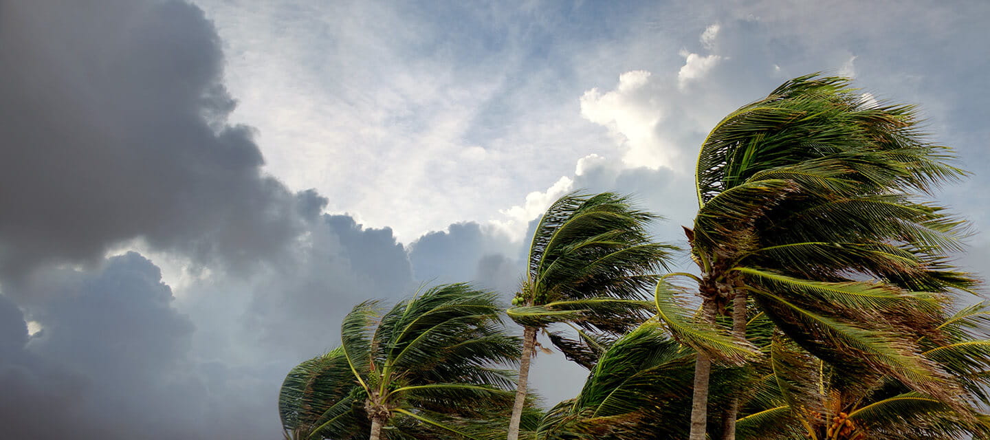 Close up palm trees during windy tropical storm over dramatic sky