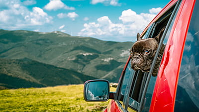 French bulldog in a red car on the side of a mountain