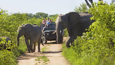 Holidaymakers encountering elephants while on safari