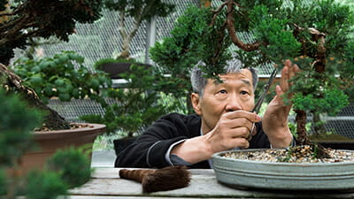 Senior concentrating while trimming a bonsai tree in his greenhouse.