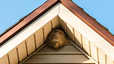 Paper wasp nest on triangular roof siding