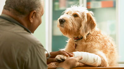 Senior veterinarian treating injured dog