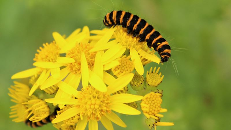 Two yellow and black fuzzy cinnabar caterpillars on a ragwort