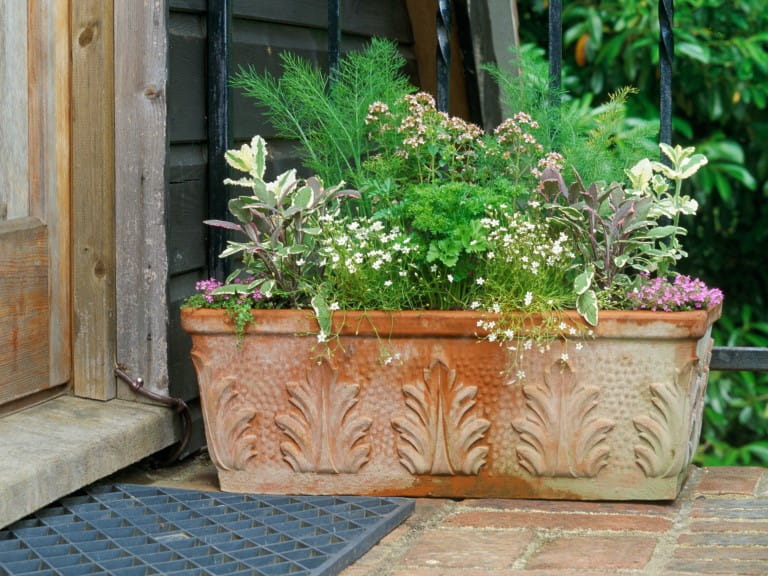 Herbs in a pot | GAP Photos/John Glover
