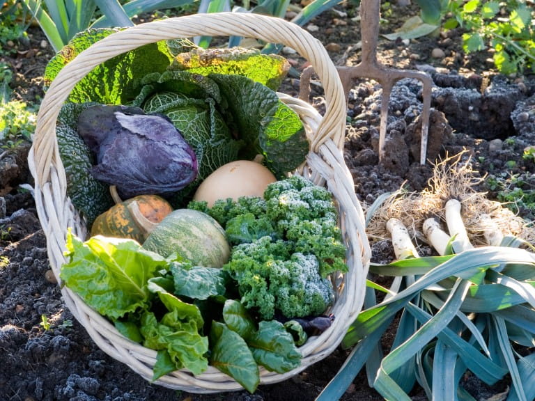 Harvested vegetables in a rustic basket | GAP Photos/Juliette Wade