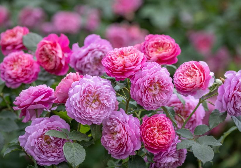 pink and purple Emma Bridgewater roses