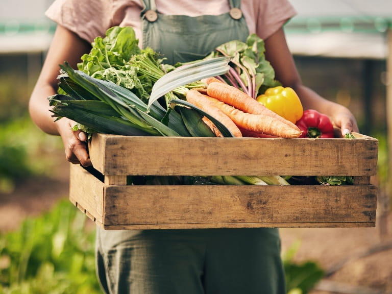 A person wearing a green apron carrying a crate of freshly picked vegetables including carrots, leeks and peppers