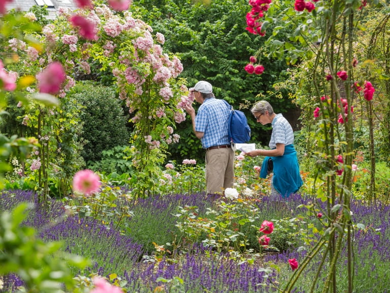 Two people enjoying the blooming garden at National Trust Peckover, where pink roses grow over arches and borders burst with summer colour